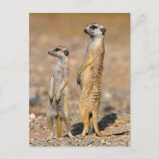 Carte Postale Sentinelles de Meerkat (Suricata Suricatta), Karas (Devant)