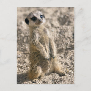 Carte postale Sentry-in-Training