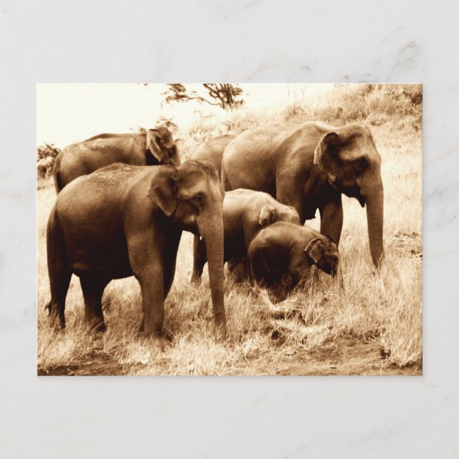 Carte Postale Séphie des éléphants indiens (Devant)