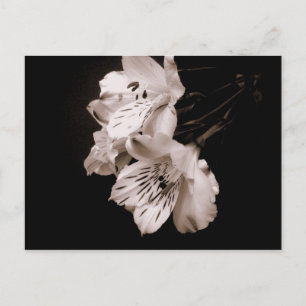 Carte postale Sepia Alstroemeria Lily