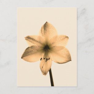 Carte Postale sépia amaryllis