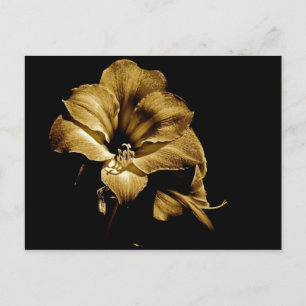 CARTE POSTALE SEPIA AMARYLLIS AVEC ARRIÈRE - PLAN NOIR