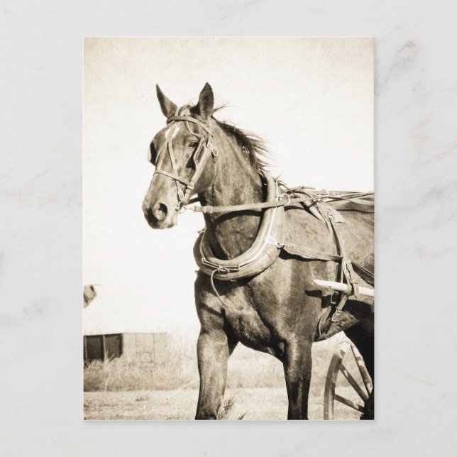 Carte Postale Sepia Amish Cheval Et Buggy (Devant)
