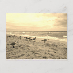 Carte postale Sepia Seagull