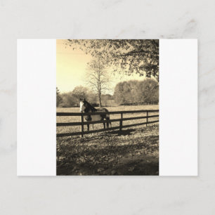 Carte Postale Sepia Tone Photo de Cheval noir et blanc