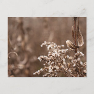 Carte Postale Sepia Tones