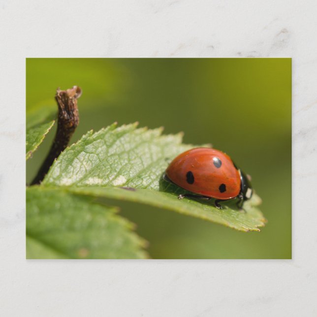 Carte Postale Sept-tache Ladybird (Devant)