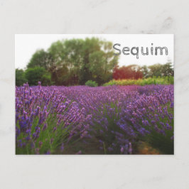 Carte Postale Séquence des champs Lavender