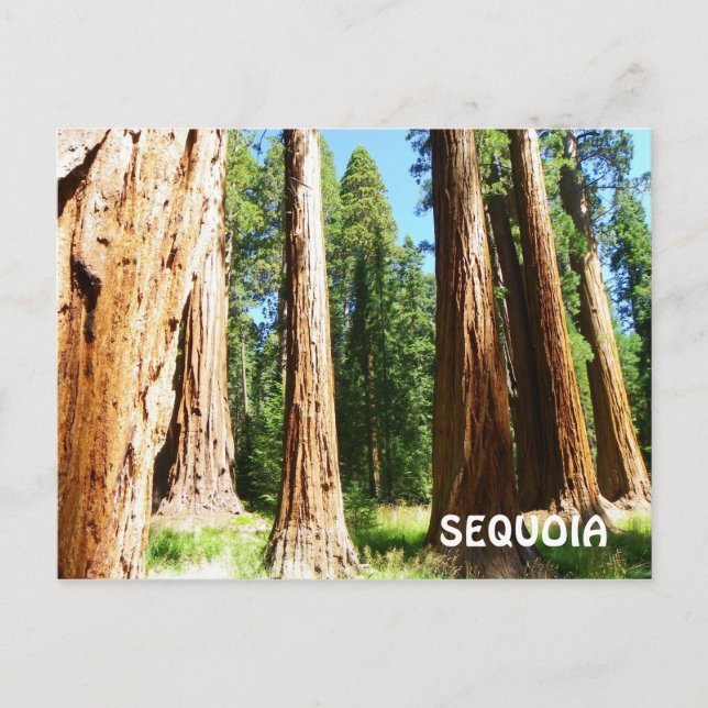 Carte postale Sequoia ! (Devant)