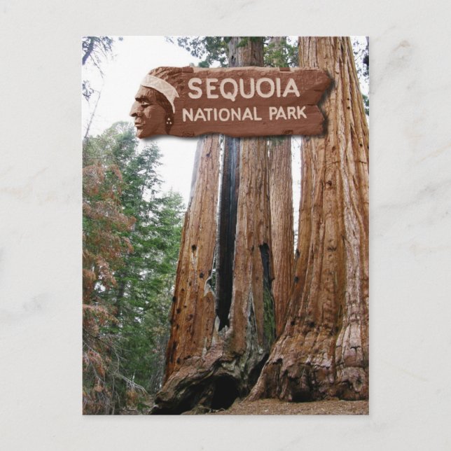 Carte Postale Séquoia géant, Parc national de Sequoia, CA (Devant)