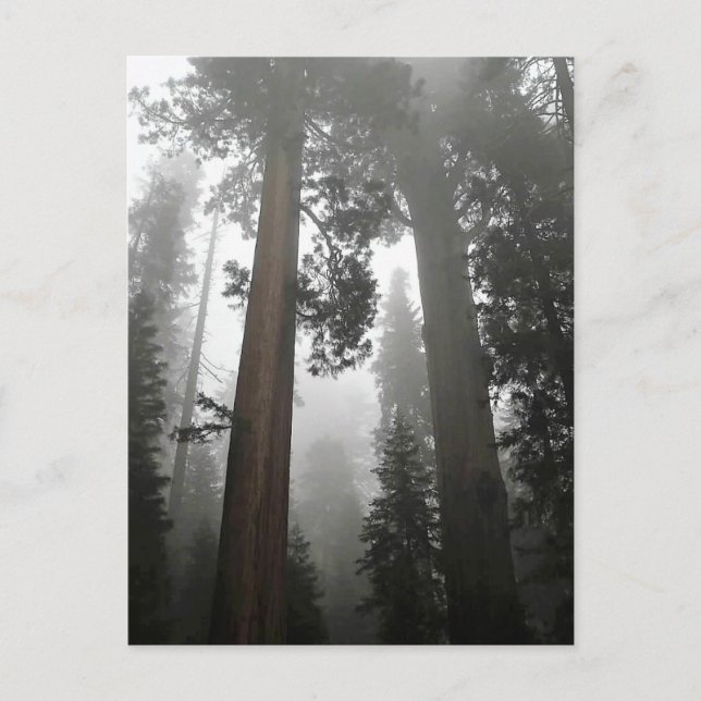 Carte Postale Séquoia géantes dans le brouillard, CA (Devant)