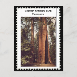 Carte Postale Sequoia National Park California