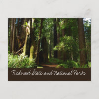 Séquoias et fougères au parc national de Redwood