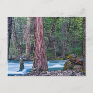 Carte Postale Sequoias & Merced River Yosemite National Park, CA