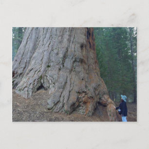 Carte Postale Sequoias Trees Giants