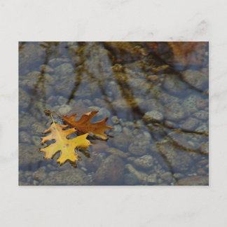 Carte Postale Sequuia