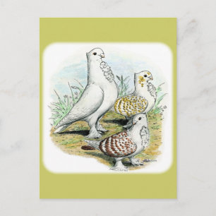 Carte Postale Seraphim Pigeons