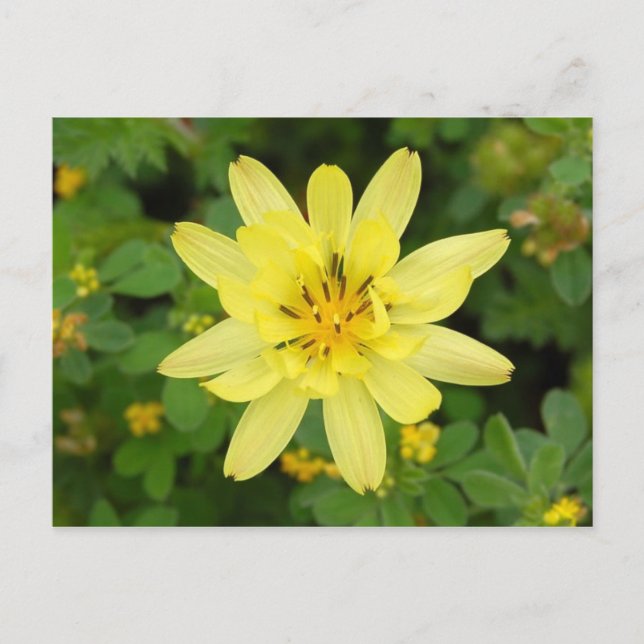 Carte Postale Série de fleurs 2007 (Devant)