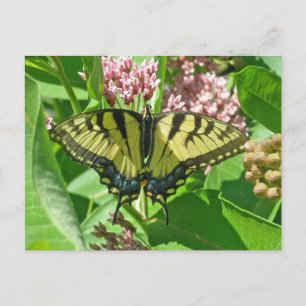 Carte Postale Série de papillons à queue noire de tigre de l'est