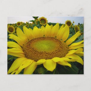 Carte Postale Série de tournesols d'été