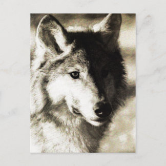 Carte Postale Série sauvage 19