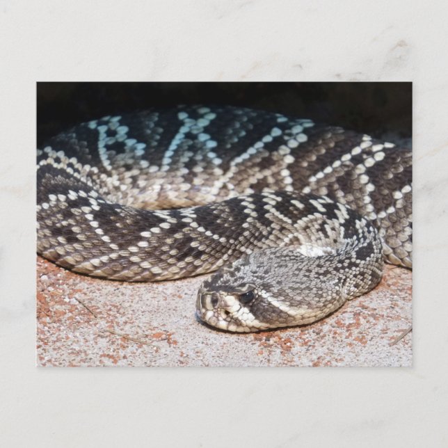 Carte Postale Serpent (Devant)