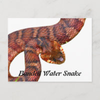 Serpent à eau baignée