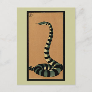Carte Postale Serpent - Antiquaire, Colorée Illustration du livr