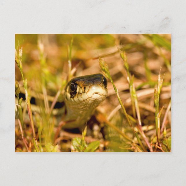 Carte Postale Serpent dans l'herbe (Devant)