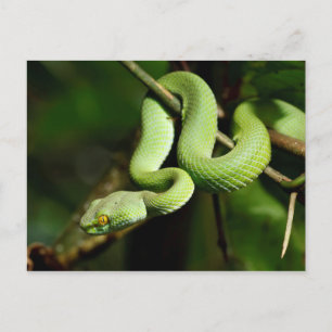 Carte Postale Serpent d'arbre vert grillé