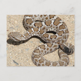 Carte Postale Serpent de bétail noir Juvenille