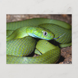 Carte Postale Serpent de chat vert