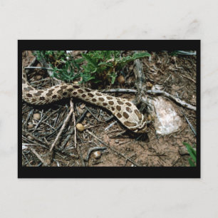 Carte Postale Serpent de Hognose occidental