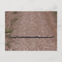 Serpent de Rat