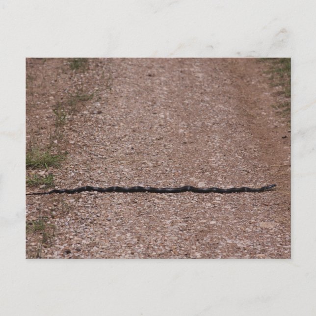 Carte Postale Serpent de Rat (Devant)