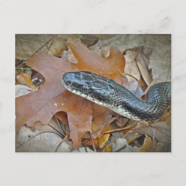 Carte Postale Serpent de rat noir - Elaphe obsoleta obsoleta (Devant)