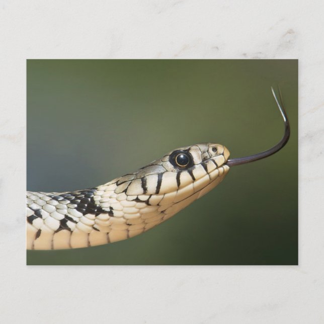 Carte Postale Serpent d'herbe (Devant)