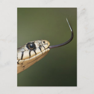 Carte Postale Serpent d'herbe