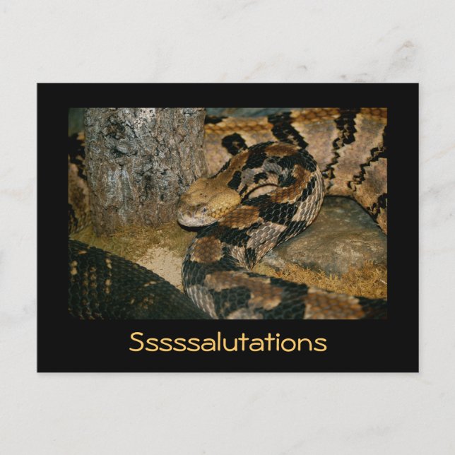 Carte Postale Serpent disant Ssalutations (Devant)