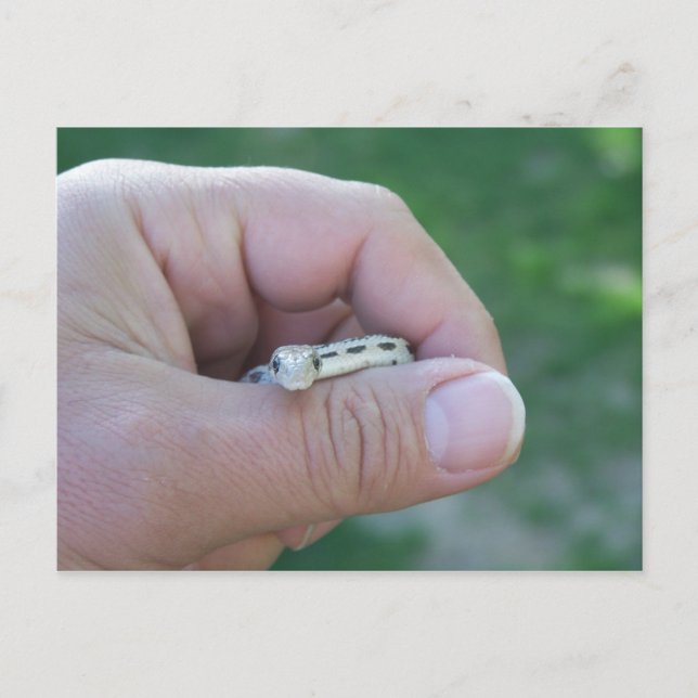 Carte Postale serpent du désert (Devant)