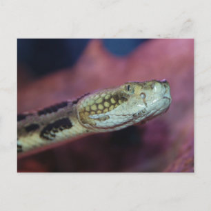 Carte Postale Serpent effrayant