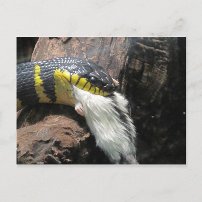 Carte Postale Serpent et souris (Devant)