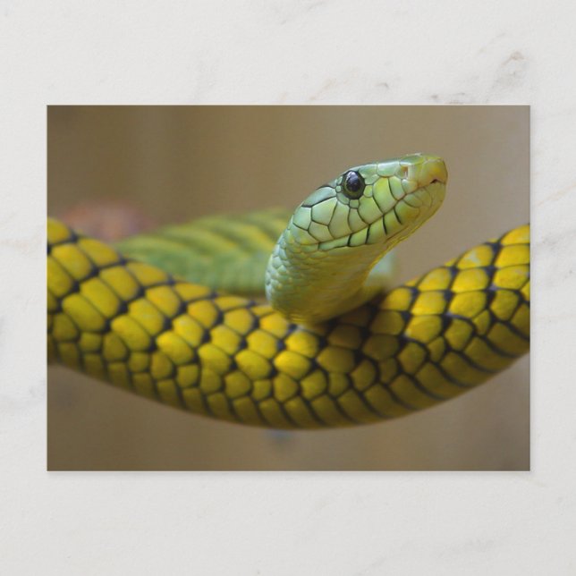 Carte Postale Serpent jaune (Devant)