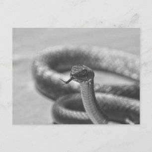 Carte Postale Serpent noir et blanc