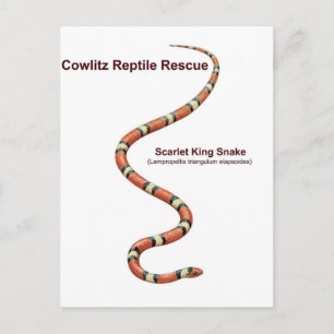 Carte Postale Serpent Roi Scarlet