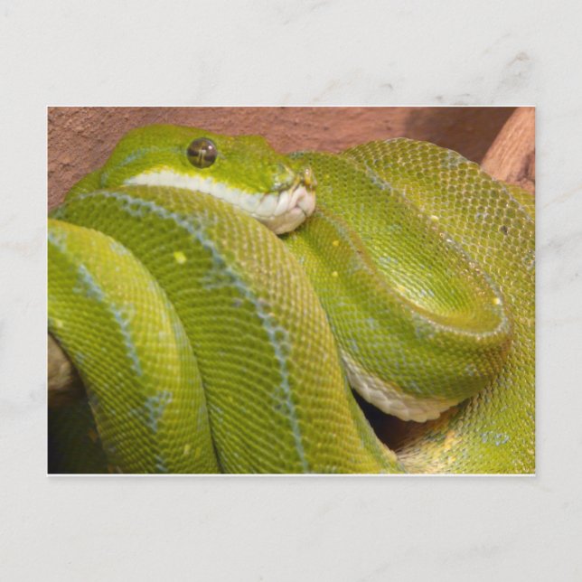 Carte Postale serpent vert (Devant)
