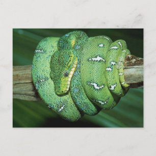 Carte Postale Serpent vert