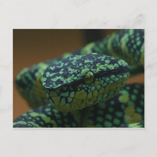 Carte Postale Serpent vert