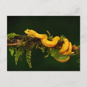 Carte Postale Serpent Viper Poison du Costa Rica