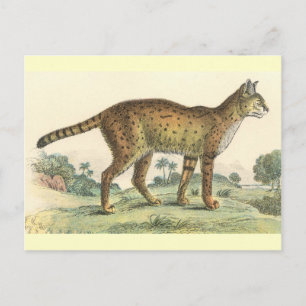 Carte Postale Serval